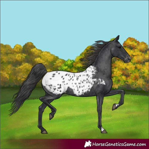 Horse Color:Black Appaloosa Rabicano