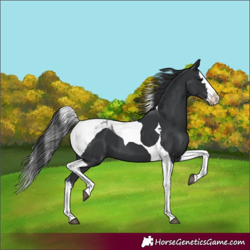 Horse Color:Black Splash Tobiano