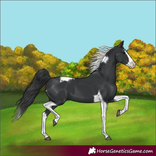 Horse Color:Black Splash Tobiano 