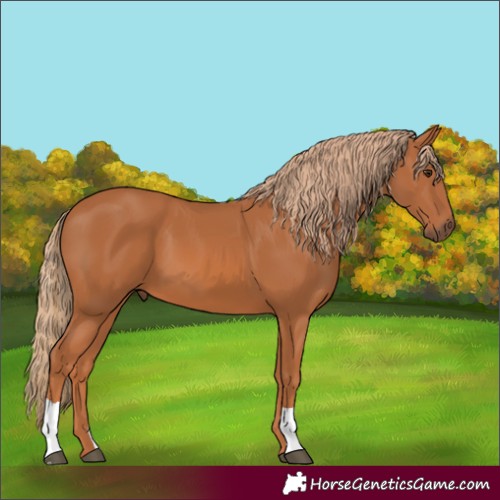 Horse Color:Chestnut 