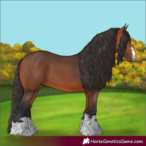 Horse Color:Bay 