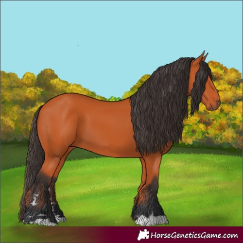 Horse Color:Bay 