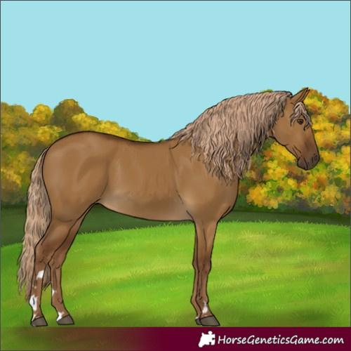 Horse Color:Chocolate Palomino Dun Rabicano 