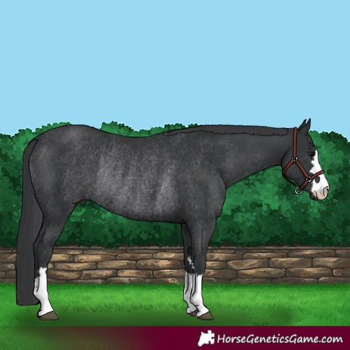 Horse Color:Black Rabicano 