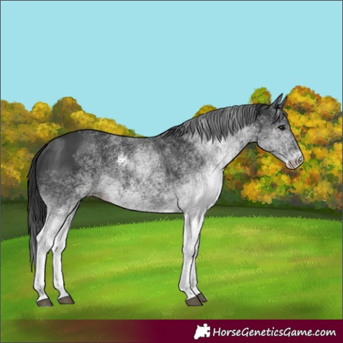 Horse Color:White Spotted Black