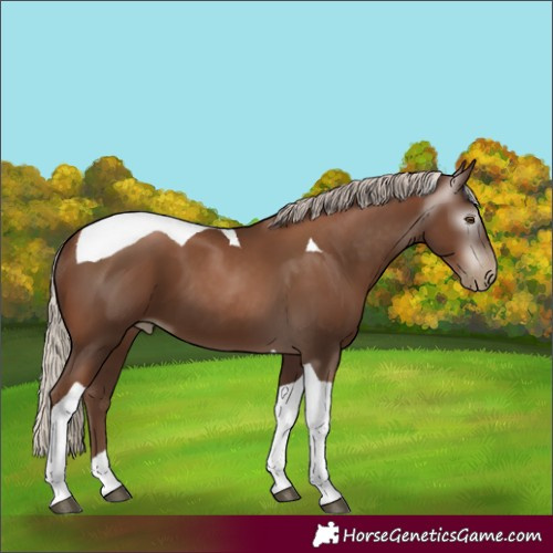 Horse Color:Gray Silver Black Pearl Tobiano