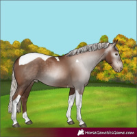Horse Color:Gray Silver Black Pearl Tobiano
