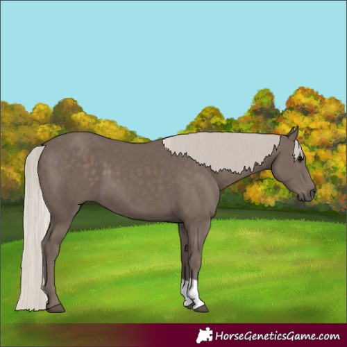 Horse Color:Silver Black