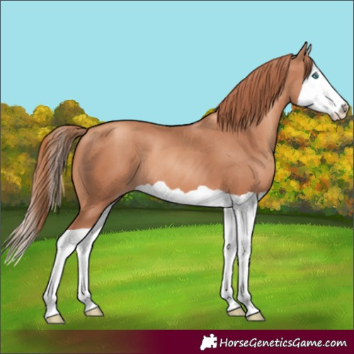 Horse Color:Gold Champagne Splash 