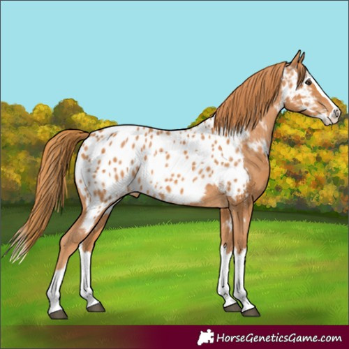 Horse Color:Chestnut Splash Appaloosa 