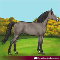 Horse Color:Smoky Grullo Splash