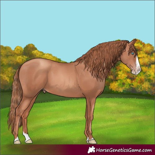 Horse Color:Gold Champagne Splash