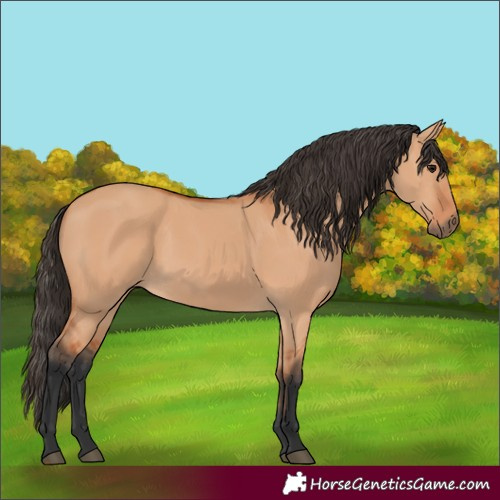 Horse Color:Bay Dun