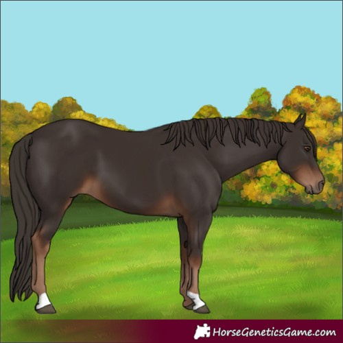 Horse Color:Liver Chestnut