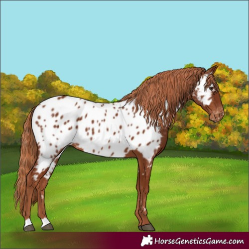 Horse Color:Chestnut Appaloosa 