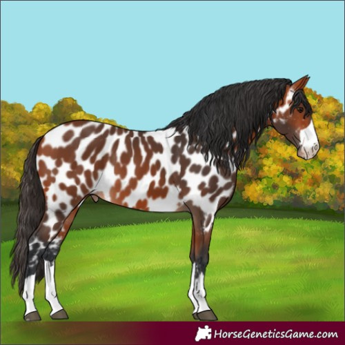 Horse Color:Bay Appaloosa 