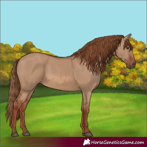 Horse Color:Red Dun Rabicano