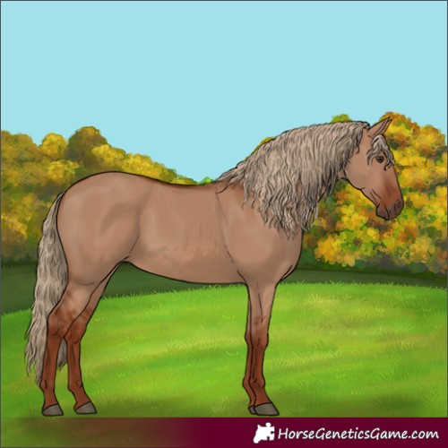 Horse Color:Red Dun Rabicano 