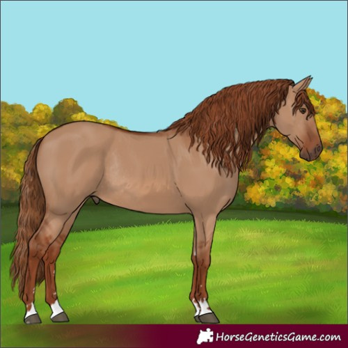 Horse Color:Red Dun Rabicano