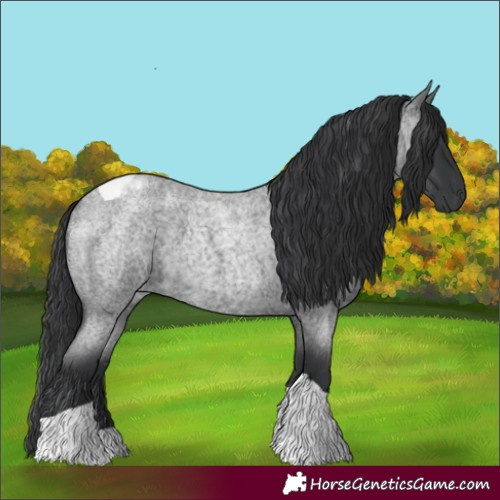 Horse Color:Blue Roan Tobiano 