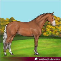 Horse Color:Silver Bay Sabino