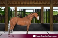 Horse Color:Silver Bay Sabino 