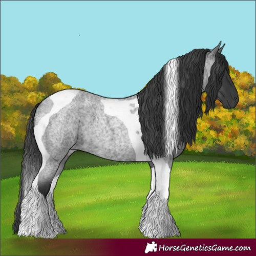 Horse Color:Blue Roan Tobiano