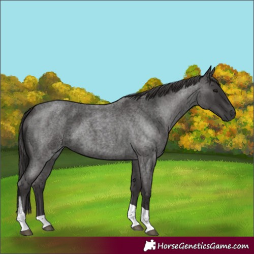 Horse Color:Smoky Blue Roan Tobiano 