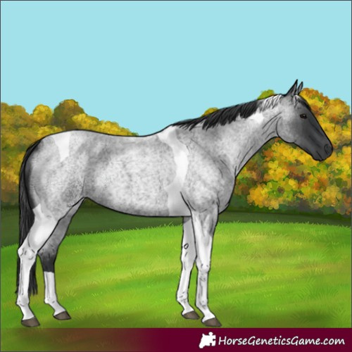 Horse Color:Blue Roan Tobiano