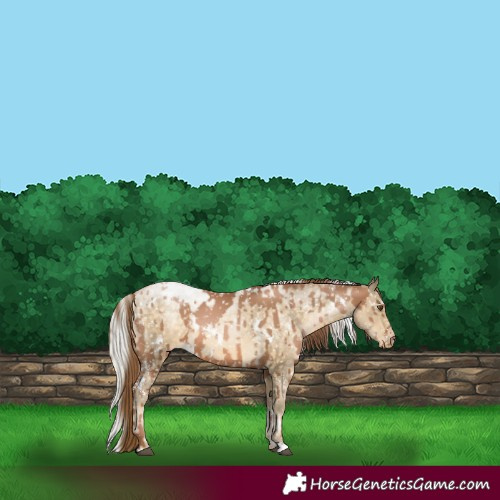 Horse Color:White Spotted Liver Chestnut Pearl Appaloosa and White Spotted Silver Buckskin Pearl Appaloosa