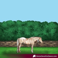 Horse Color:White Spotted Liver Chestnut Pearl Snowflake Varnish and White Spotted Silver Buckskin Pearl Snowflake Varnish