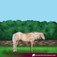 Horse Color:White Spotted Silver Brown Pearl Snowflake Varnish and White Spotted Silver Buckskin Pearl Snowflake Varnish