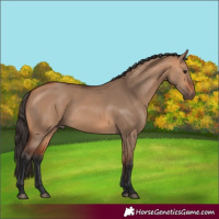 Horse Color:Bay Dun