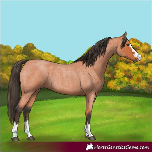Horse Color:Bay Roan