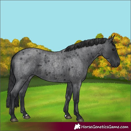 Horse Color:Blue Roan 