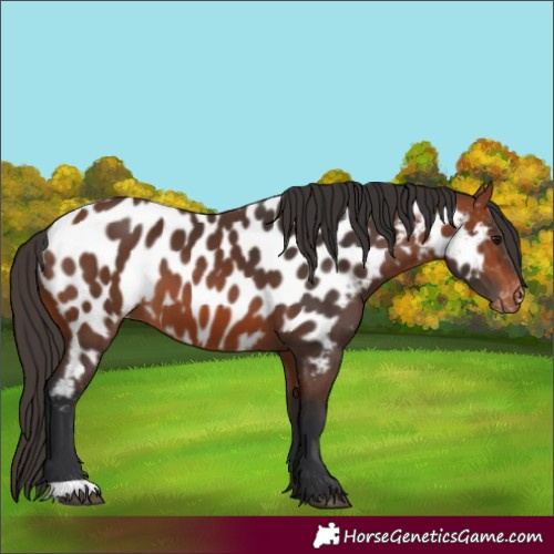 Horse Color:Bay Near Leopard