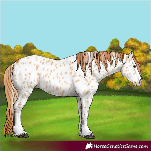 Horse Color:Red Dun Near Leopard 