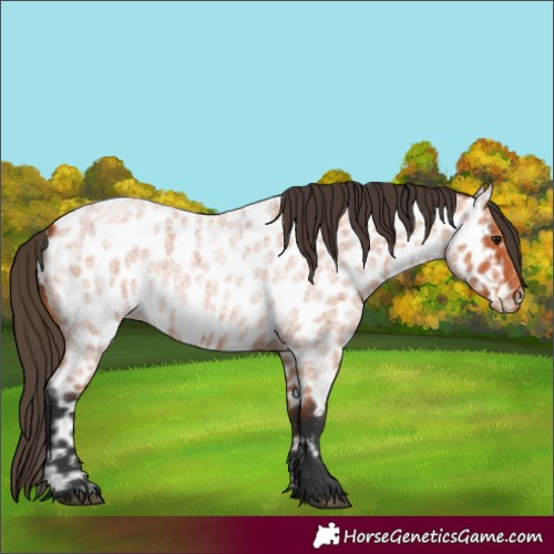 Horse Color:Bay Roan Appaloosa 