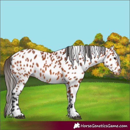Horse Color:Bay Leopard 