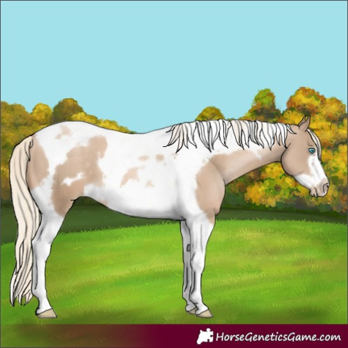 Horse Color:Chocolate Palomino Pearl Tobiano Frame  and Chocolate Palomino Pearl Tobiano Frame 