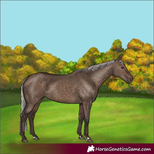 Horse Color:Silver Brown Dun 