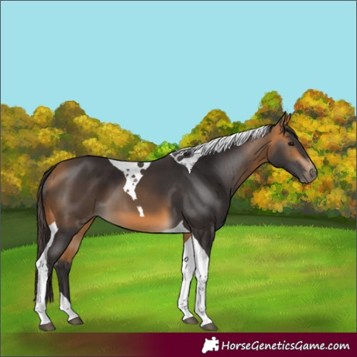 Horse Color:Buckskin Tobiano