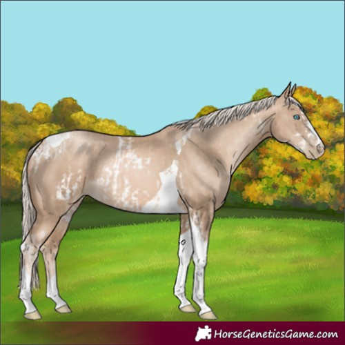 Horse Color:Chocolate Palomino Pearl Tobiano Frame  and Chocolate Palomino Pearl Tobiano 
