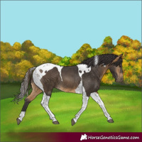 Horse Color:Buckskin Tobiano