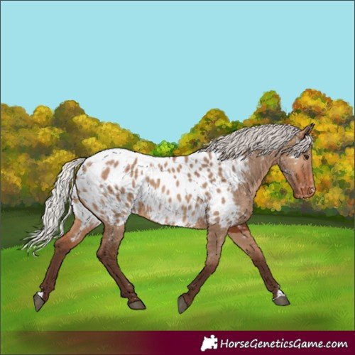Horse Color:Silver Brown Dun Appaloosa 