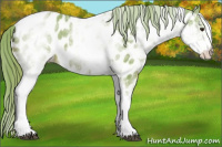 Horse Color:Watercolor White Spotted Chestnut Appaloosa 