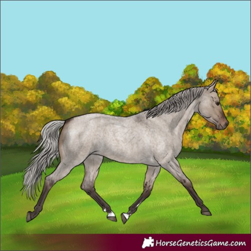 Horse Color:Silver Brown Roan Dun 