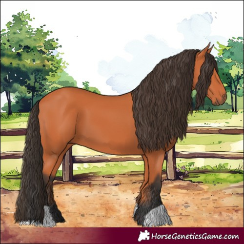 Horse Color:Bay 