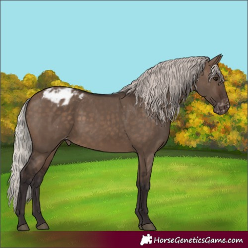 Horse Color:Silver Brown Dun Appaloosa