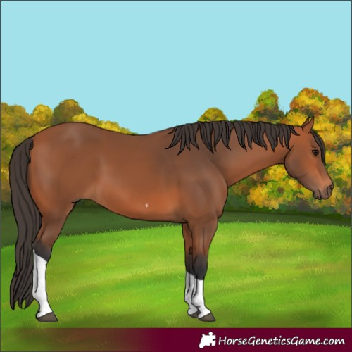 Horse Color:Bay Tobiano